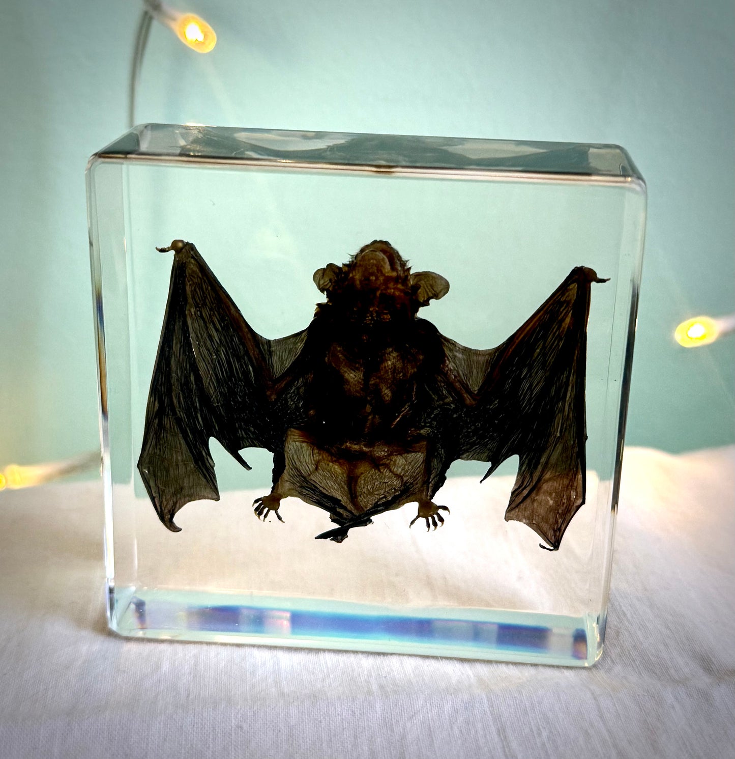 Ethically Sourced Mummified Bat in Resin | Oddities & Curiosities Decor | Gothic Natural History Display