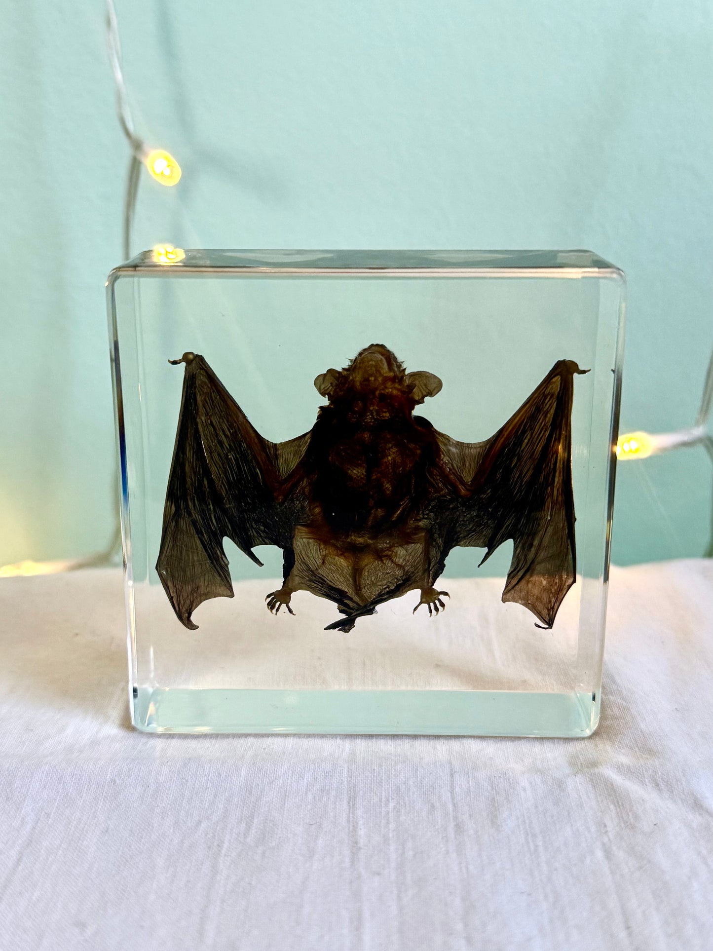 Ethically Sourced Mummified Bat in Resin | Oddities & Curiosities Decor | Gothic Natural History Display