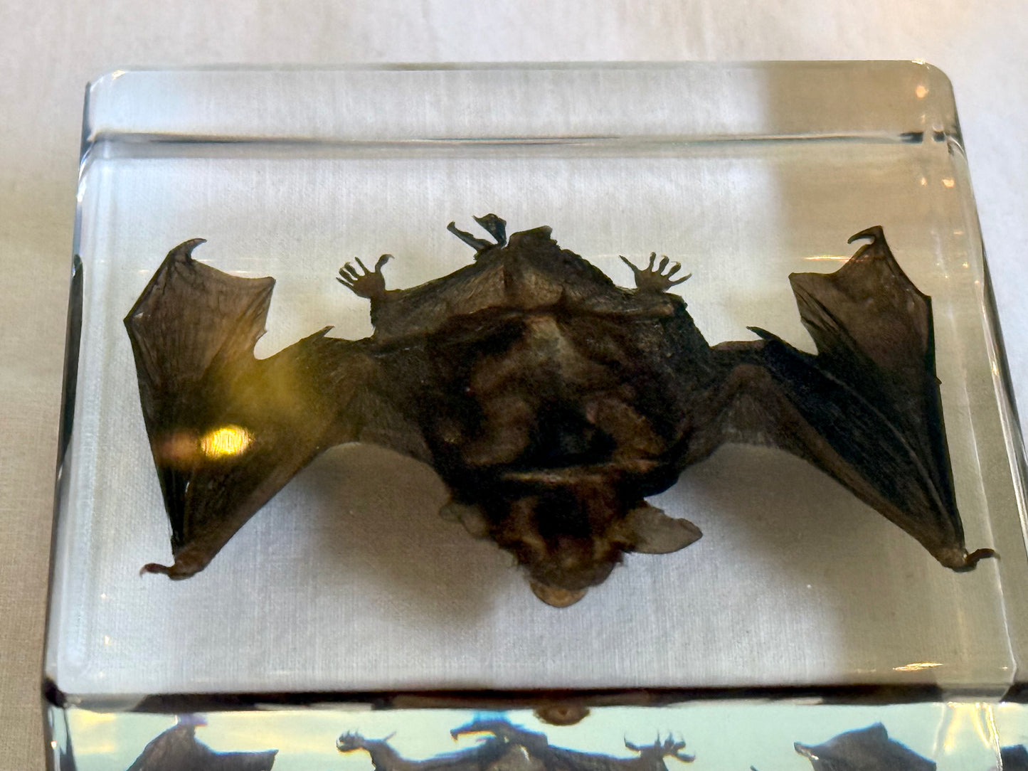 Ethically Sourced Mummified Bat in Resin | Oddities & Curiosities Decor | Gothic Natural History Display