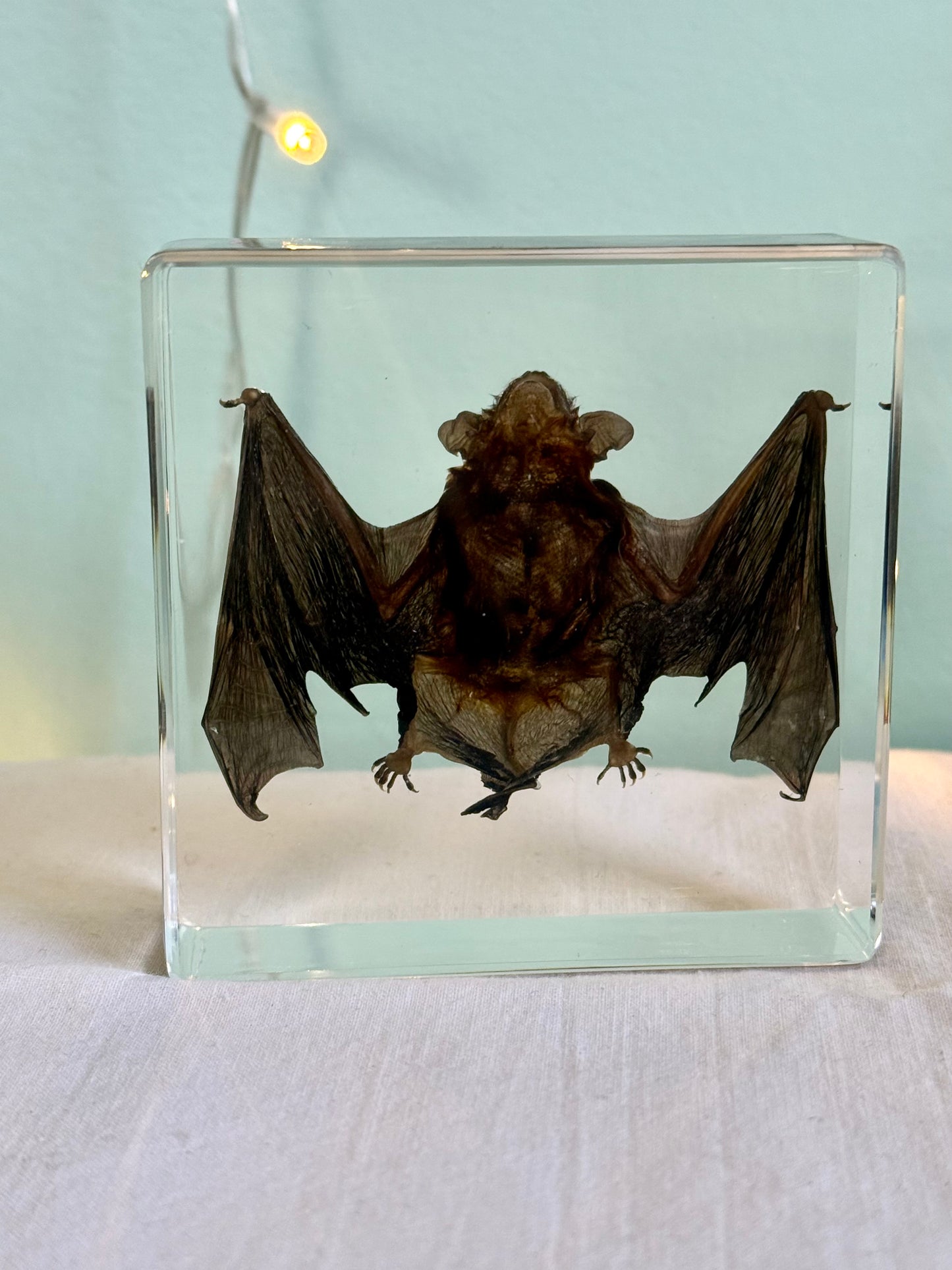 Ethically Sourced Mummified Bat in Resin | Oddities & Curiosities Decor | Gothic Natural History Display