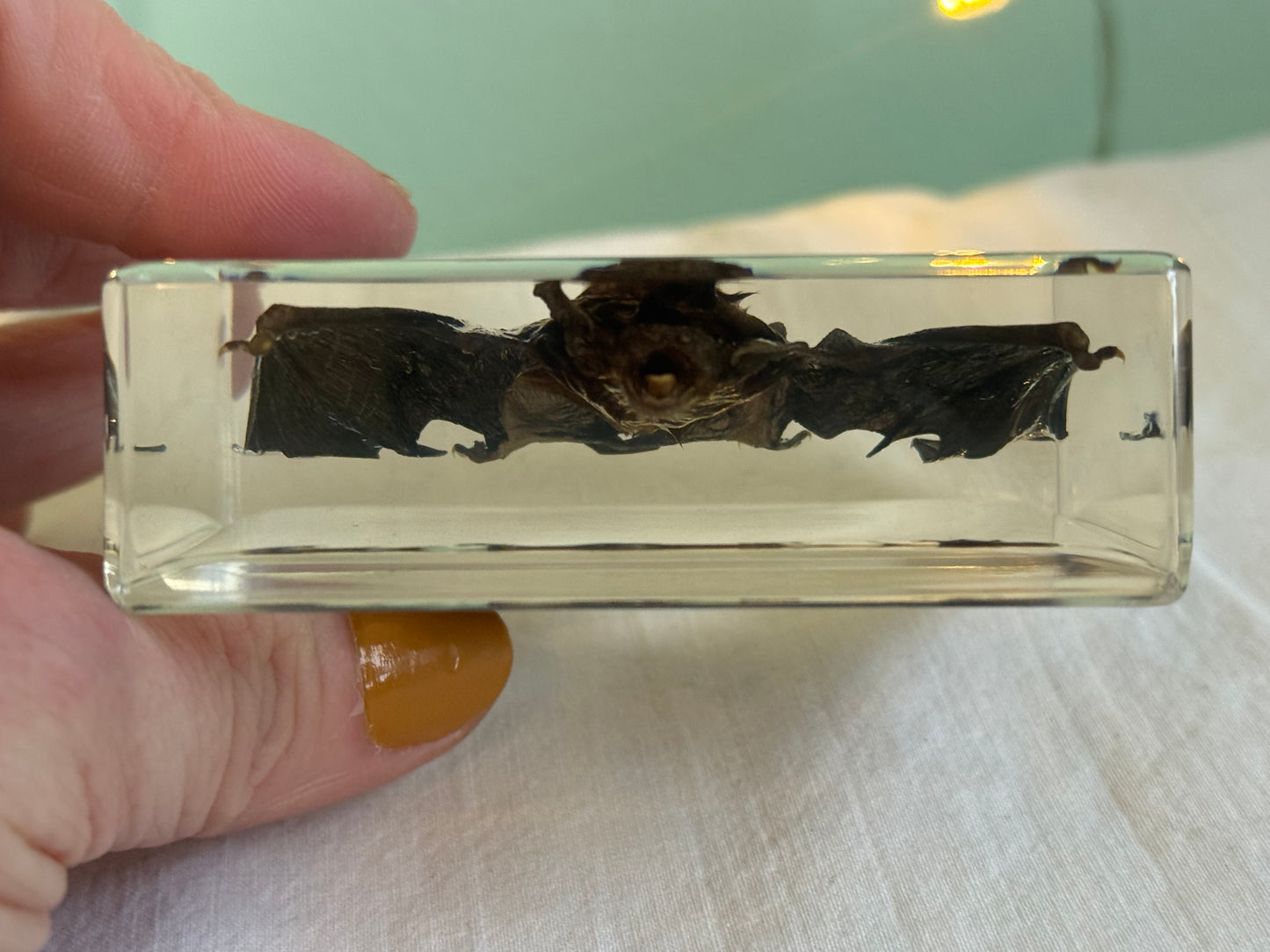 Ethically Sourced Mummified Bat in Resin | Oddities & Curiosities Decor | Gothic Natural History Display