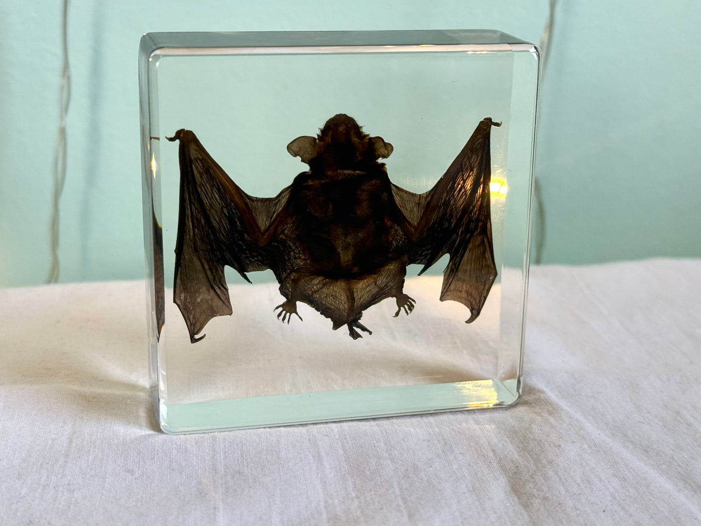 Ethically Sourced Mummified Bat in Resin | Oddities & Curiosities Decor | Gothic Natural History Display