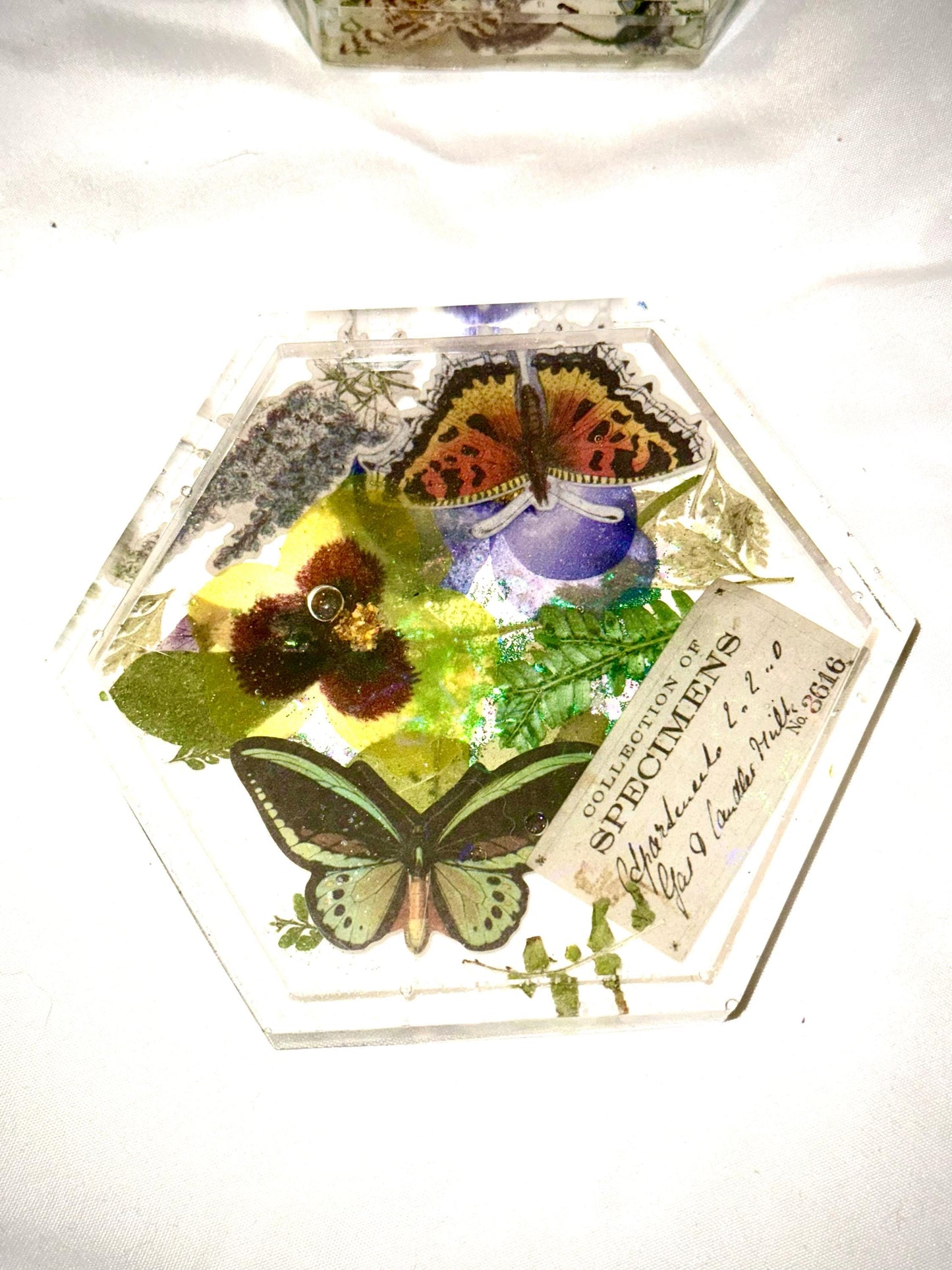 Botanical Specimen Coaster Set – Handmade Resin Coasters with Mushrooms, Butterflies, Seashells & Flowers, Boho Decor, Unique Gift