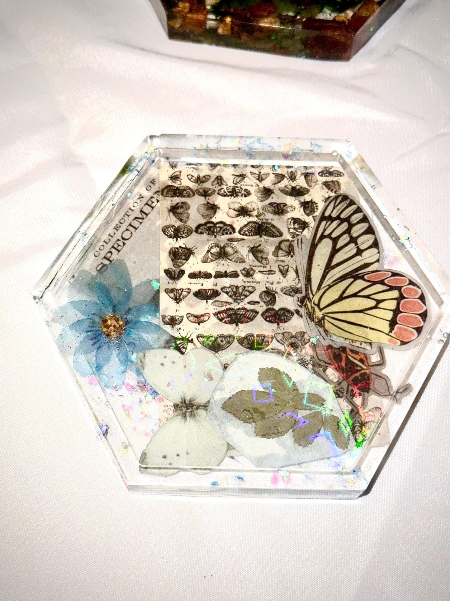 Botanical Specimen Coaster Set – Handmade Resin Coasters with Mushrooms, Butterflies, Seashells & Flowers, Boho Decor, Unique Gift